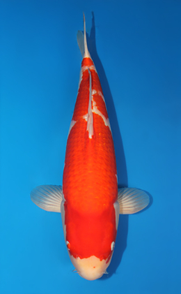 Kohaku - koi #x0731s010