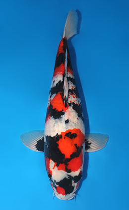 Showa - koi #x0731s012