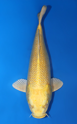 Ginrin Ogon - koi #x0731s013