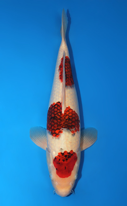 Aigoromo - koi #x0731s014