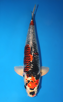 Kujyaku - koi #x0731s015