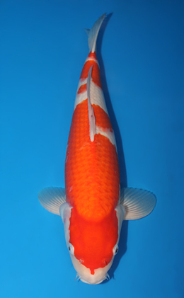Kohaku - koi #x0731s017