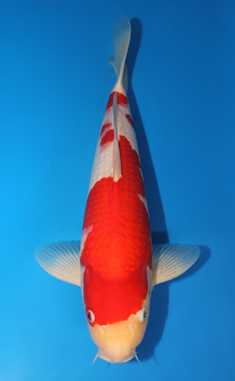 Kohaku - koi #x0731s018