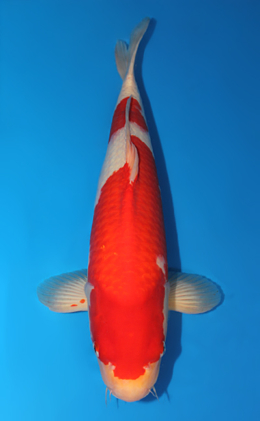 Kohaku - koi #x0731s020