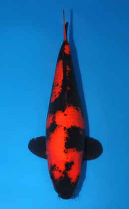 Hi Utsuri - koi #x0731s026
