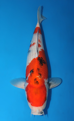 Showa - koi #x0731s030