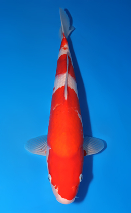 Kohaku - koi #x0801a008