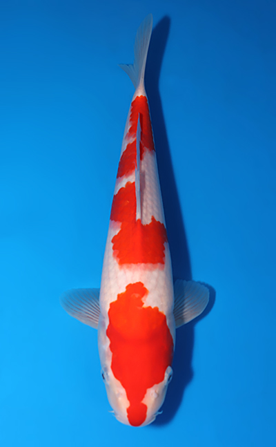 その他 kohaku Kohaku - koi #x0801a009 - Dainichi Koi Farm