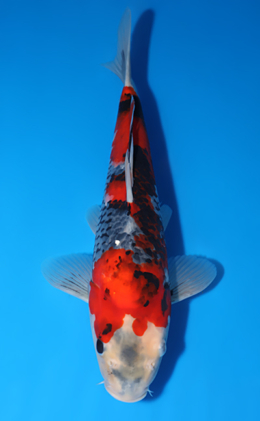 Showa - koi #x0801a010