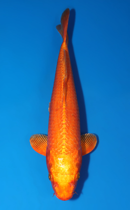 Orange Ogon - koi #x0801a011