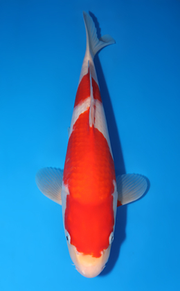 Kohaku - koi #x0801a014