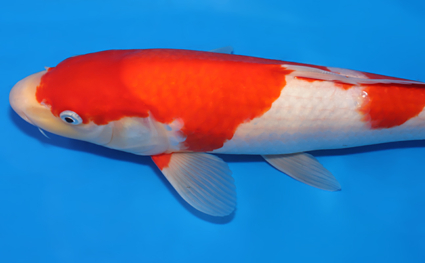 Kohaku - koi #x0801a014 - Side View A