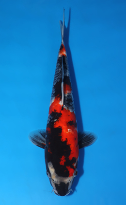 Showa - koi #x0801a015