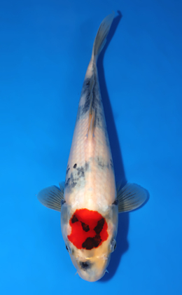 Tancho Showa - koi #x0801a016
