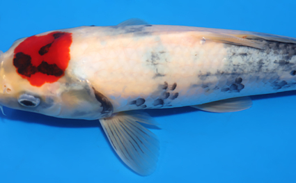 Tancho Showa - koi #x0801a016 - Side View A