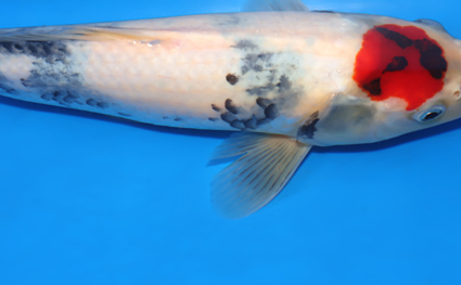 Tancho Showa – koi #x0801a016 - Image 3