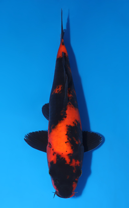 Hi Utsuri - koi #x0801a019