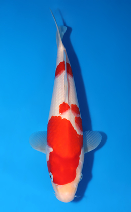 Kohaku - koi #x0801a020