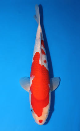Kohaku - koi #x0801a021