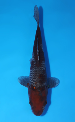 Ochibashigure - koi #x0801a029