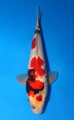 Showa - koi #x0801a039