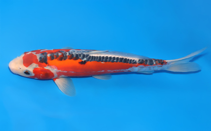 Shusui - koi #x0801a041 - Side View A