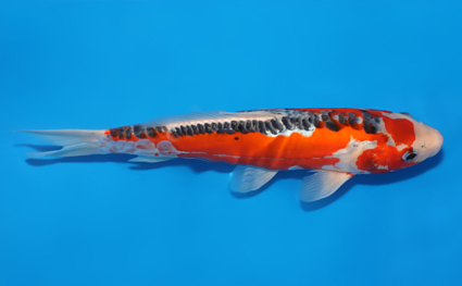 Shusui – koi #x0801a041 - Image 3