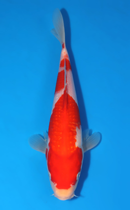 Ginrin Kohaku - koi #x0801a050