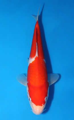 Kohaku - koi #x0801a058
