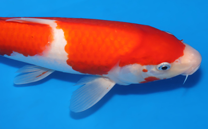 Kohaku - koi #x0801a058 - Side View A