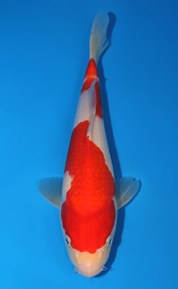 Kohaku - koi #x0804a003