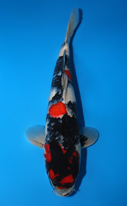 Showa - koi #x0804a004