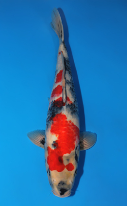 Showa - koi #x0804a005