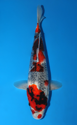 Showa - koi #x0804a007