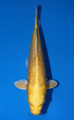 Ginrin Ogon - koi #x0804a011