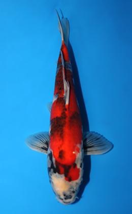 Showa - koi #x0804a012