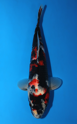 Showa - koi #x0804a014