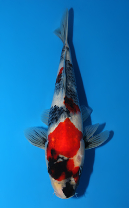 Showa - koi #x0804a015