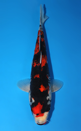 Showa - koi #x0804a016