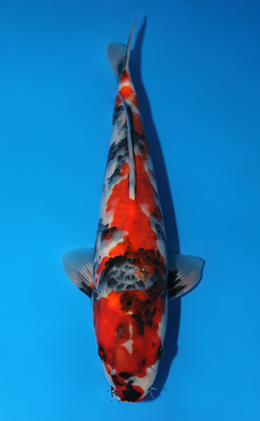 Showa - koi #x0804a017