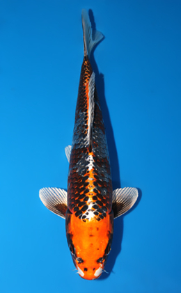 Kujyaku - koi #x0804a019