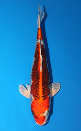 Kujyaku - koi #x0804a020