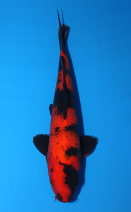 Hi Utsuri - koi #x0804a021