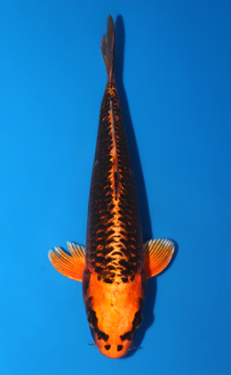 Orange Matsuba Ogon - koi #x0804a024