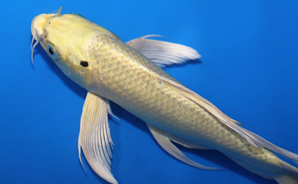 Hirenaga Ogon - koi #x0804a025 - Side View A
