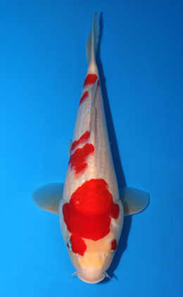 Kohaku - koi #x0804a027