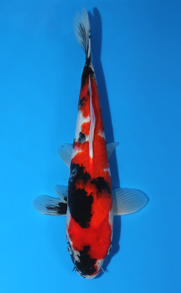 Showa - koi #x0804a028