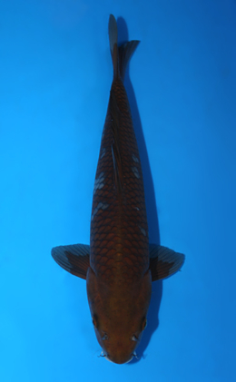 Ochibashigure - koi #x0804a030