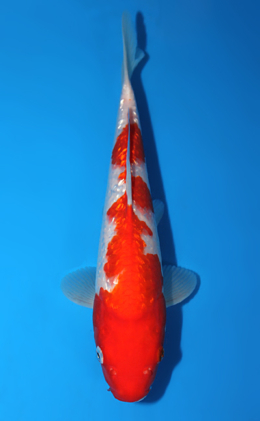 Ginrin Kohaku - koi #x0804a031