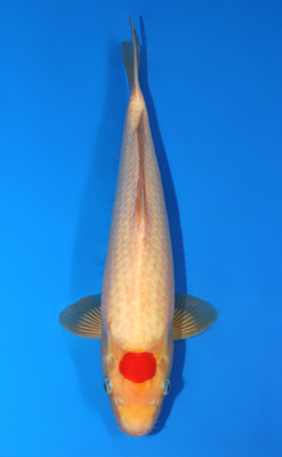 Tancho Kohaku - koi #x0804a033